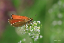 <p>SOUMRAČNÍK ČÁREČKOVANÝ (Thymelicus lineola) jižní Morava ---- /Essex skipper - Schwarzkolbiger Braun-Dickkopffalter/</p>